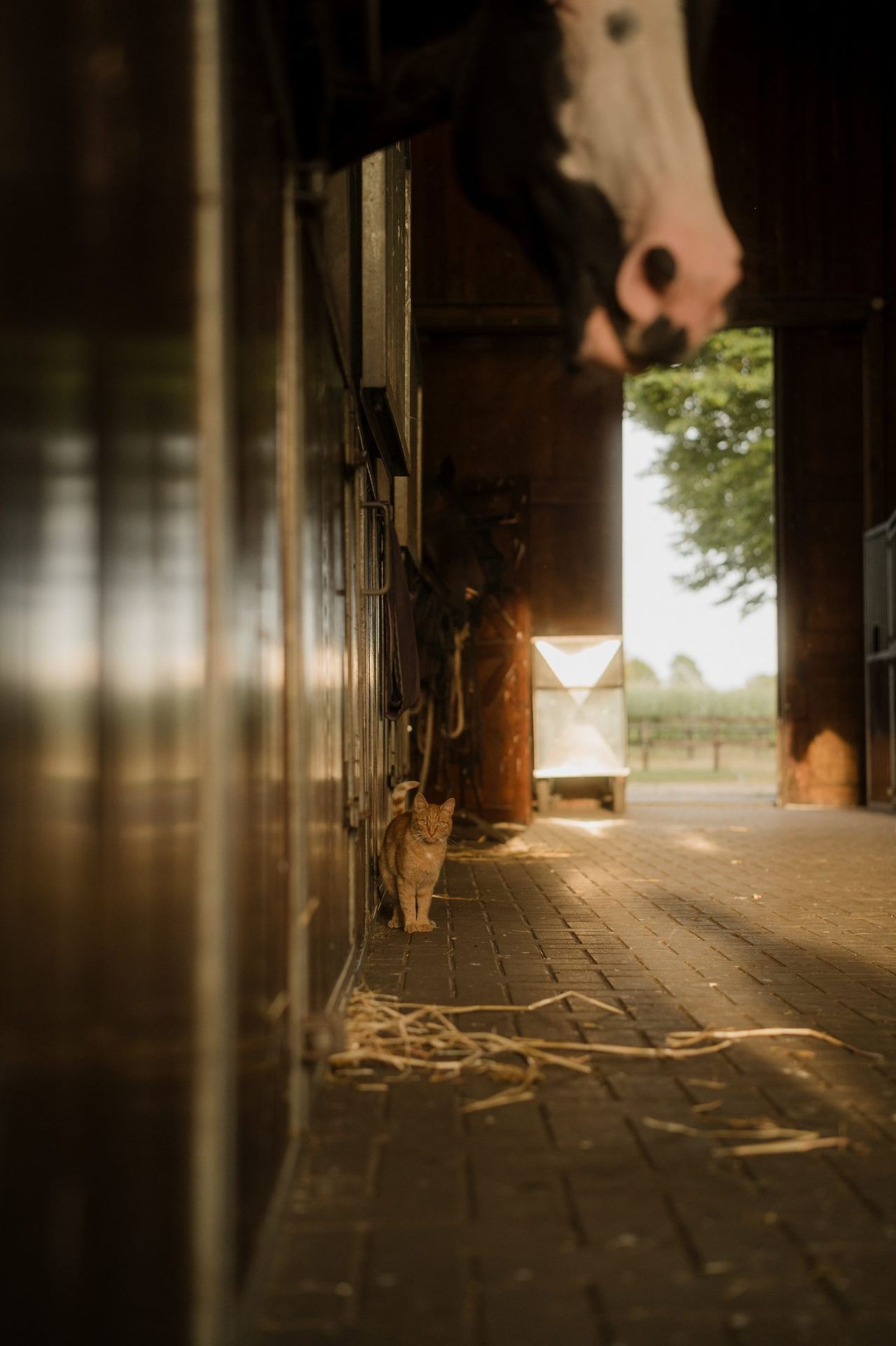 Stable cat in the stable aisle