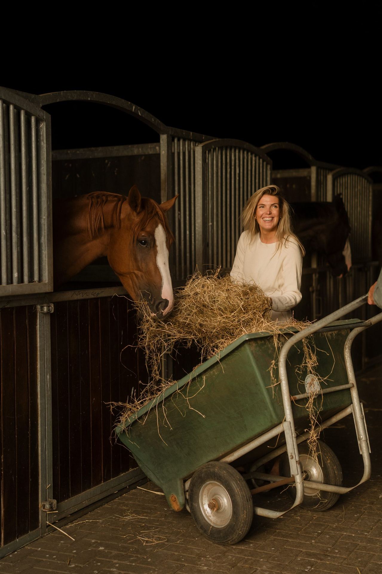 Horse getting hay in the evening at the stable