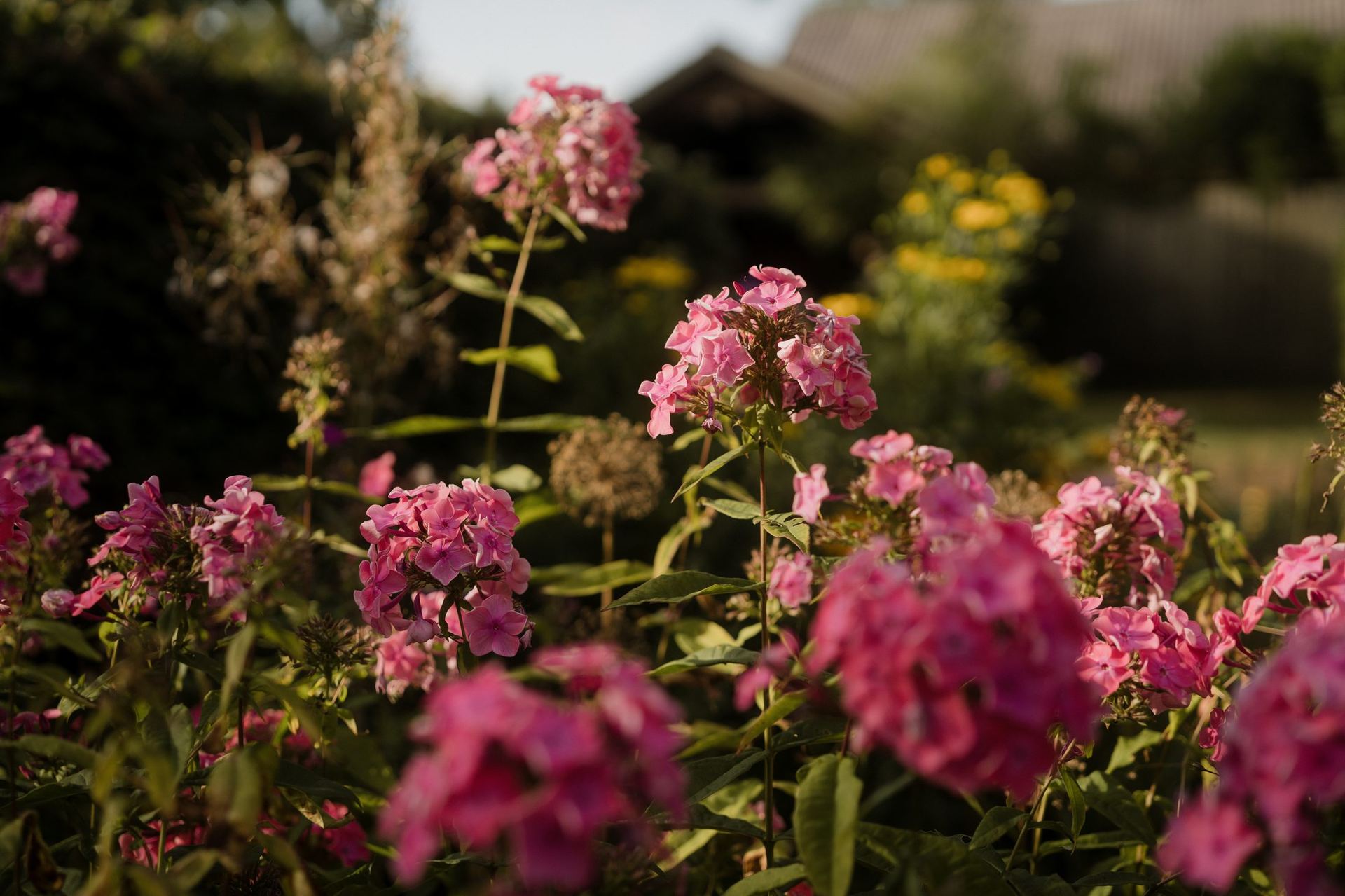 Roze phlox bloemen in de tuin van de Brennerhoeve