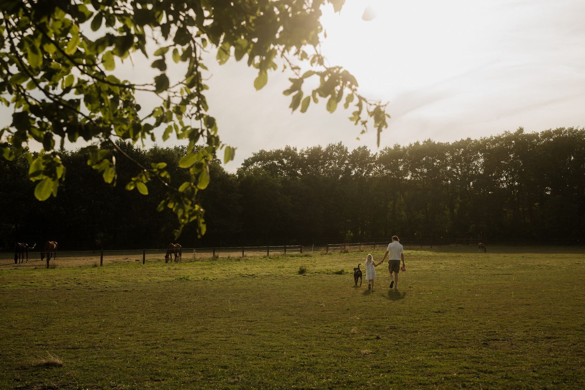 Walk along the horse paddocks at sunset